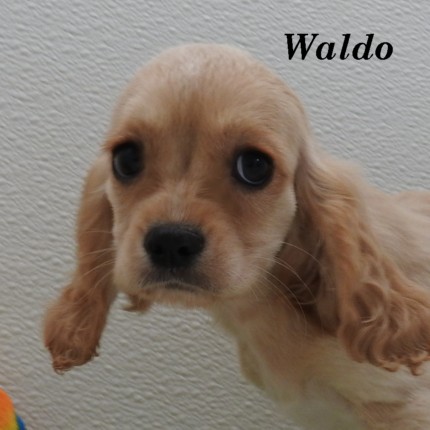 puppy, for, sale, Cockilear, Joe & Cherri  Overlease, dog, breeder, Miller, MO, dog-breeder, puppy-for-sale, forsale, nearby, find, puppyfind, locator, puppylocator, aca